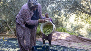 Fidan destekleri meyvesini veriyor