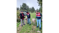 Hayvan hırsızları jandarma ekiplerince yakalandı