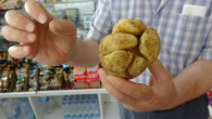 Yumruk görünümlü patates şaşırttı