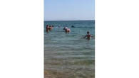 Avlanan yunuslar Rus turistlerin arasına daldı