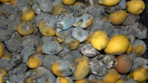 İç piyasaya sürülmeyen limon çürüyor