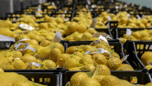 Limon üreticisine ihracat müjdesi