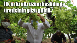 Mezitli’de ilk örtü altı üzüm hasadı yapıldı
