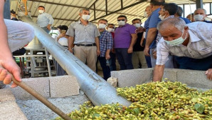 Antep fıstığının rakibi Mut fıstığı