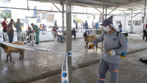 Büyükşehir’den ücretsiz kesim ve ulaşım hizmeti