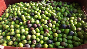 Mut’ta zeytin hasadı başladı