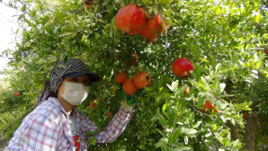 Yılın son hicaz narı hasadı