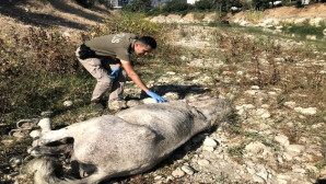 Ölüme terk edilen atları, hayvan polisi kurtardı