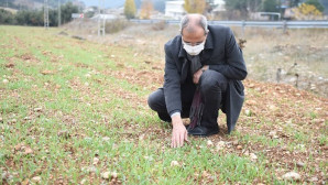 Tarsus’ta ‘ata tohumu’ projesi toprakta hayat buldu