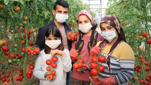 Fedakar üreticiler, pandemide mutfaklar için domates topluyor