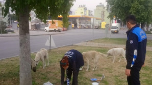 Kısıtlamada, sokakta yaşayan canlılar unutulmadı