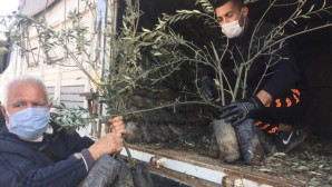 Silifke’de çiftçilere 25 bin zeytin fidanı dağıtıldı
