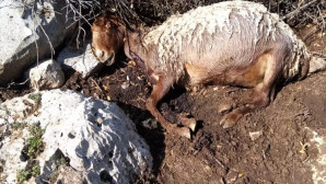 Başıboş köpekler üç koyunu telef etti