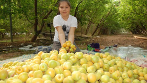 Sezonun ilk kayısı hasadı Silifke’de yapıldı