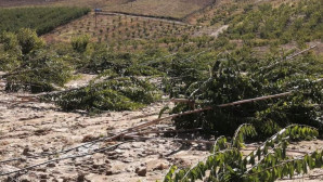 Dolu erik ve kayısı bahçelerine zarar verdi
