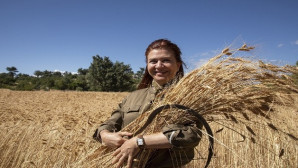 Silifke’de ata tohumu sarı buğdayın ikinci hasadı yapılıyor