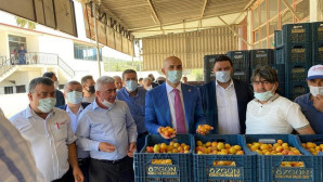 Mut kayısısında 150 bin ton rekolte bekleniyor