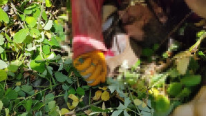 Durdurmak istediği traktörün altında can verdi