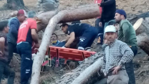 Ağacın altında kalan işçi ağır yaralandı