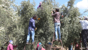 Mut’ta zeytin rekoltesi 160 bin ton