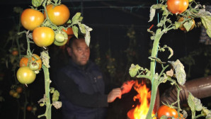 Mersin’de seralarda sobalar yakıldı, zirai don nöbeti başladı