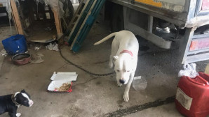 Mersin’de 7 yasaklı ırk türü köpeğe el konuldu