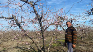 Nektarin ağaçları çiçek açtı