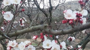 Mersin’de kayısı ağaçları çiçek açtı