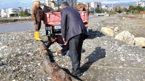 Selin denize döktüğü odunlar kışlık yakacak için toplandı