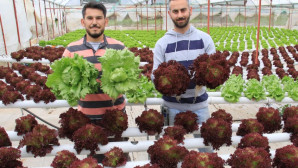 İşçiliği bırakıp çiftçiliğe başladılar, yılda 8 hasat yapıyorlar