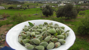Yangın bölgesinde çağla hasadı