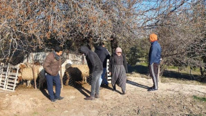 Köpekler, 1 koyun ve 4 kuzuyu telef etti