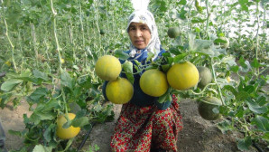Silifke’de örtü altı kavun hasadı başladı