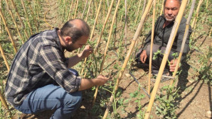 Dolu, bin 573 dekar alanda zarara yol açtı