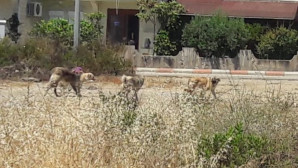 Vatandaş, Bozyazı’daki sokak köpeklerinden şikayetçi