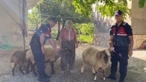 Kaybolan koyunlarını jandarma buldu