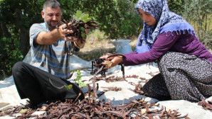 Kilosu 25-30 liradan satılıyor