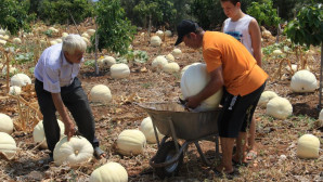 Avokado bahçesinde tonlarca kabak yetiştirdi