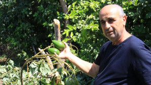 10 yıllık emek gitti: Avokado hırsızları ağacı baltayla kesti