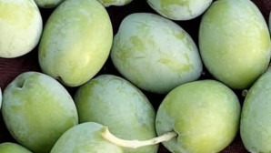 Mut’ta 200 bin ton zeytin rekoltesi bekleniyor
