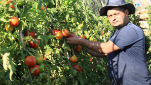 Avrupa’dan talep üstüne talep geliyor, domates üreticisinin yüzü gülüyor