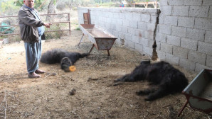 Başıboş köpek dehşeti: Kkeçileri telef ettiler