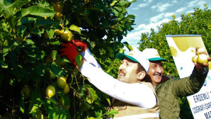 Limonun başkentinde ‘yoğun hasat’ dönemi: Vali makası eline aldı, kestiği limonları küfeyle taşıdı