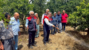 AKDENİZ MEYVE SİNEĞİYLE MÜCADELE KESİNTİSİZ SÜRÜYOR