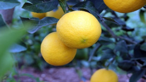 Koronavirüs, limon fiyatlarını fırlattı