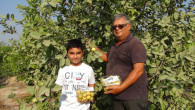 Silifke’de Meyvelerin kralı ve kraliçesi “guava”nın hasadına başlandı