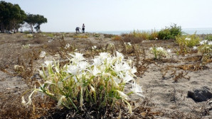 Kum zambakları Akdeniz Belediyesinin koruması altında