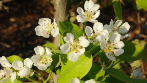 Mersin’de armut ağaçları Kasım ayında çiçek açtı, üretici şaşkın