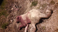 Gece yarısı iki çoban köpeğini katlettiler