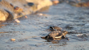 Yaklaşık 500 bin yavru kaplumbağa denizle buluştu